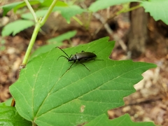 Capnochroa fuliginosa
