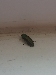 Chrysophana placida