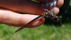 Somatochlora kennedyi