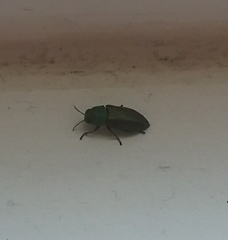 Chrysophana placida