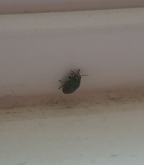 Chrysophana placida