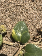 Lithariapteryx abroniaeella