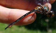 Somatochlora kennedyi