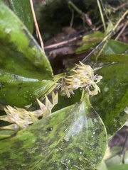 Pleurothallis ruscifolia