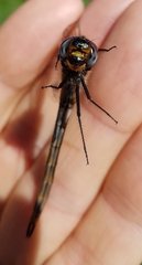 Somatochlora kennedyi