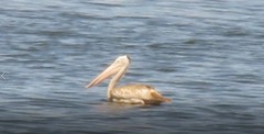 Pelecanus philippensis