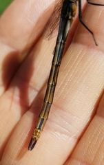 Somatochlora kennedyi