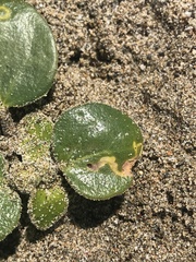 Lithariapteryx abroniaeella