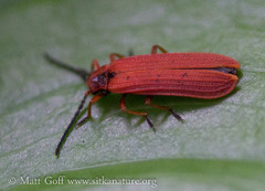Dictyoptera simplicipes