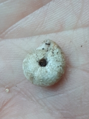 Xeroplexa arrabidensis