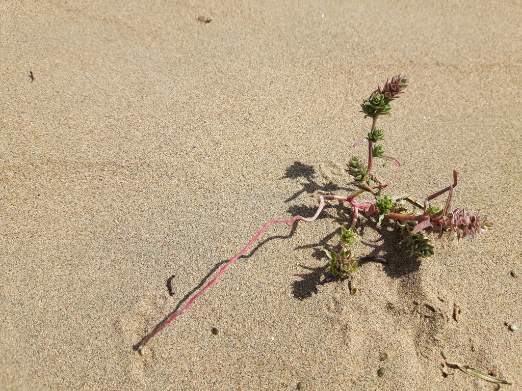 Corispermum chinganicum