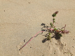 Corispermum chinganicum
