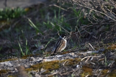 Emberiza schoeniclus