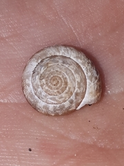 Xeroplexa arrabidensis