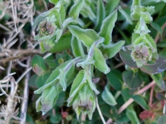 Lepidium heterophyllum