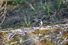 Emberiza schoeniclus