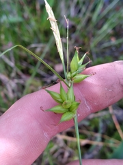 Carex turgescens
