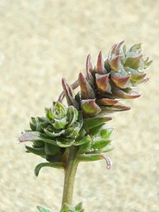 Corispermum chinganicum