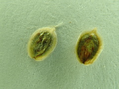 Corispermum chinganicum