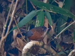 Spelaeornis troglodytoides