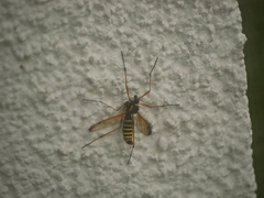 Ctenophora flaveolata