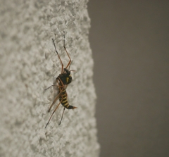 Ctenophora flaveolata