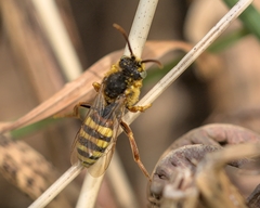 Nomada lathburiana