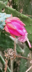 Opuntia auberi