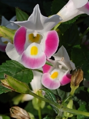Torenia fournieri
