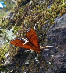 Anarmodia