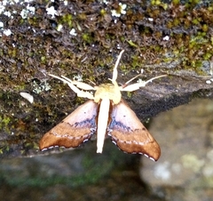 Anarmodia