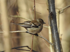 Fringilla coelebs