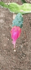 Opuntia auberi