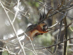 Sciurus vulgaris