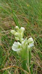 Anacamptis morio