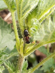 Camponotus herculeanus