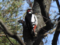 Dendrocopos major