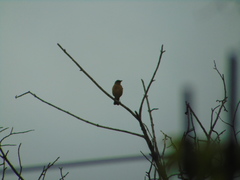 Turdus grayi