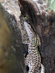Podarcis siculus