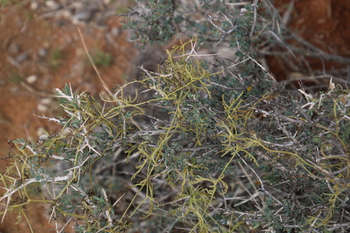 Kedrostis africana