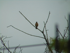 Turdus grayi