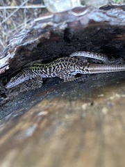 Podarcis siculus