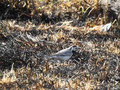 Motacilla alba