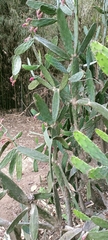 Opuntia auberi