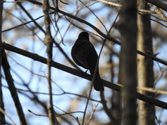 Turdus merula