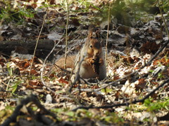 Sciurus vulgaris