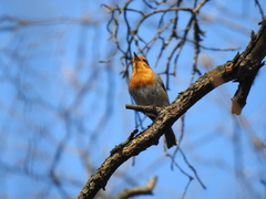 Erithacus rubecula