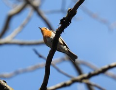 Erithacus rubecula