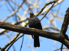 Turdus merula