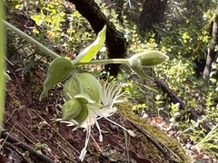 Silene campanulata